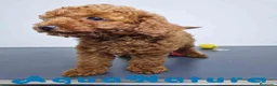 Caniche Toy perros en venta:  Caniche Macho Virgi 1856 AQUANATURA - Anuncio 4