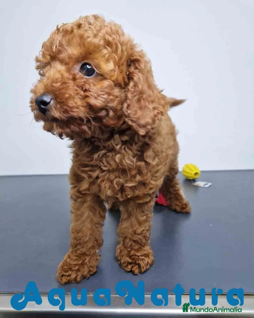 Caniche Toy perros en venta:  Caniche Macho Virgi 1856 AQUANATURA - Anuncio 4