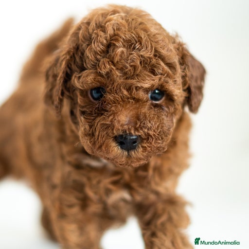 Imagen de galería {{count}}