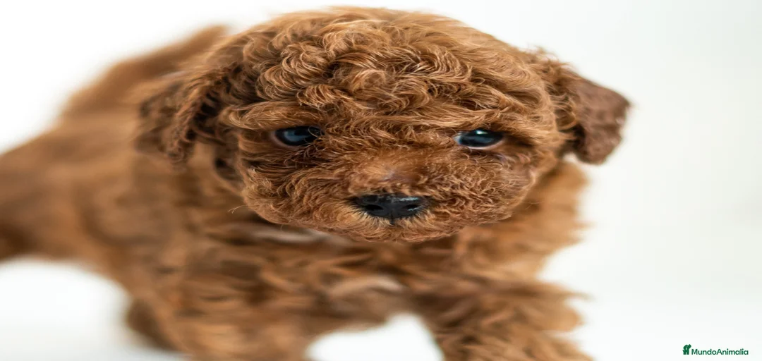 Imagen de galería {{count}}