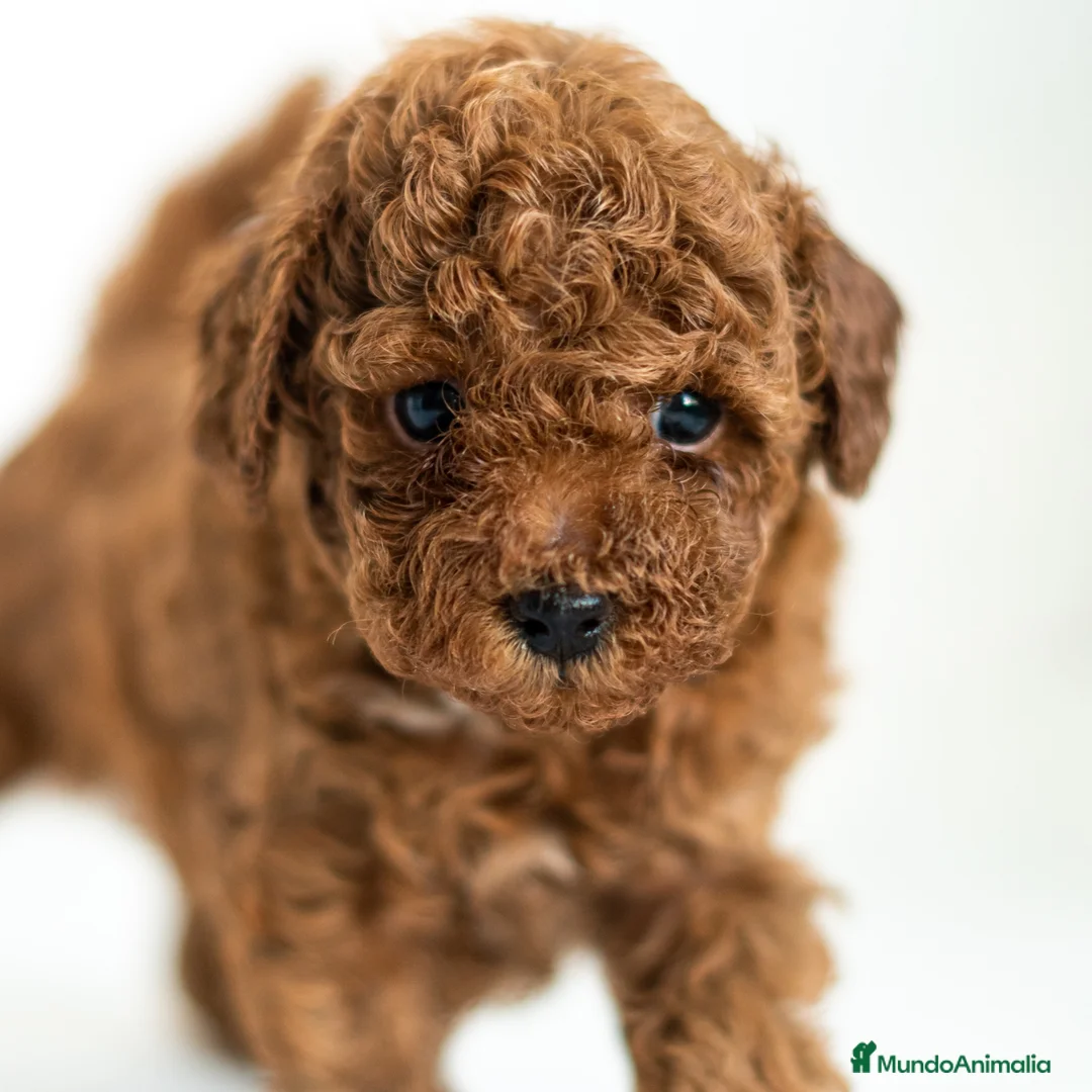 Imagen de galería {{count}}