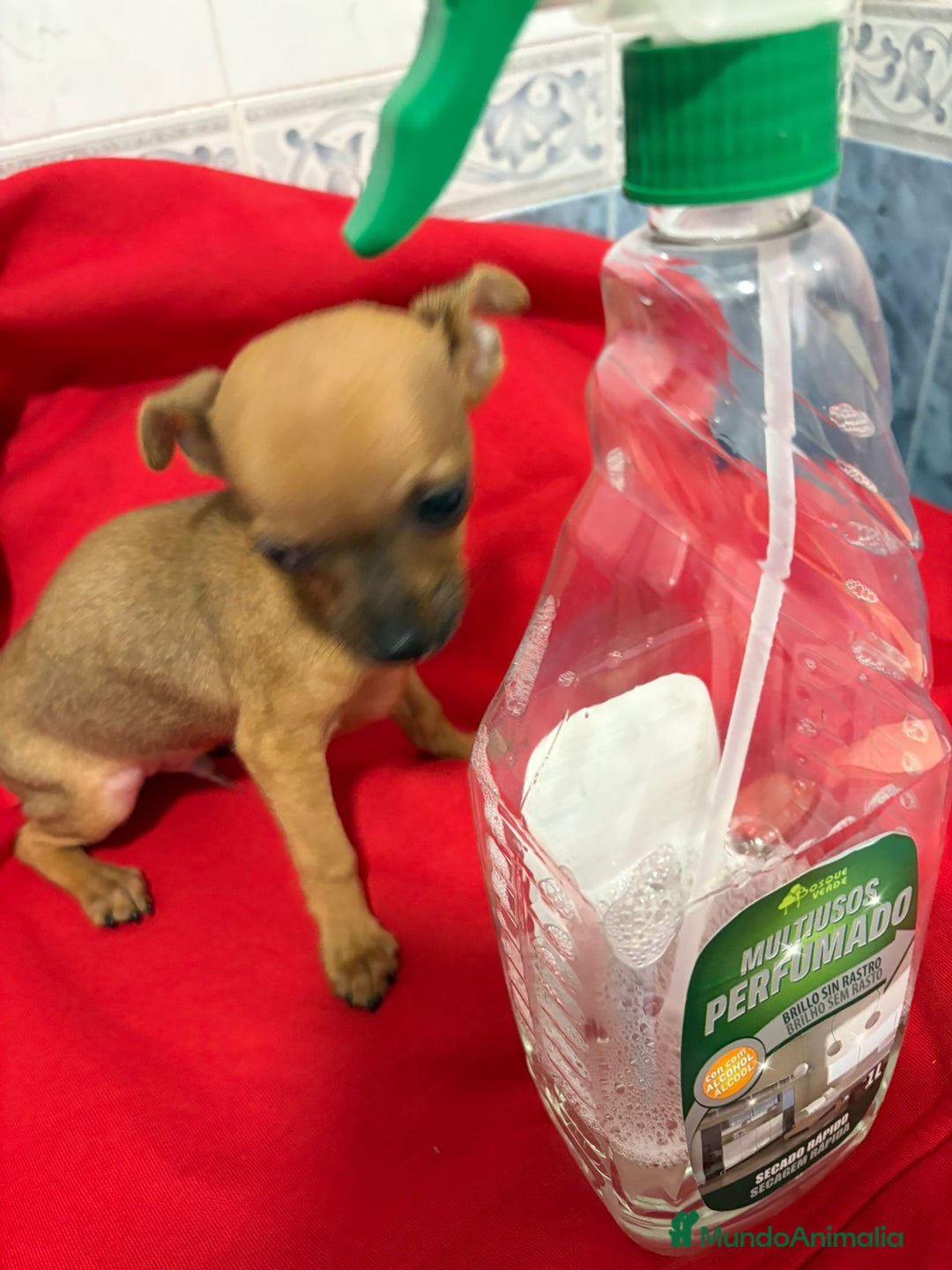 Chihuahua perros en venta: Chihuahua toy cabeza manzana  - Anuncio 3