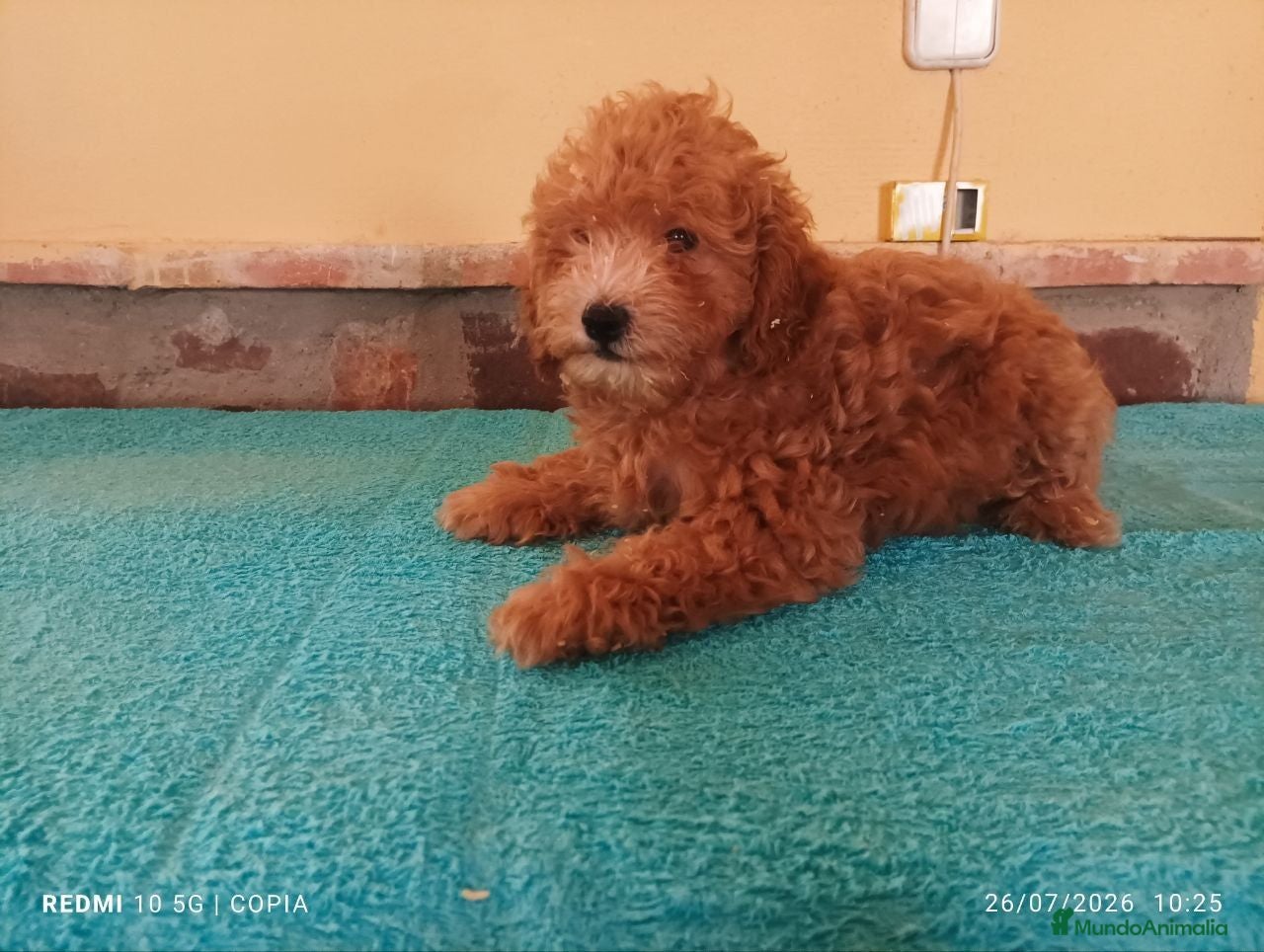 Caniche Enano perros caniche enano - Anuncio 6