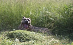 Cane Corso perros en venta: Cachorros Cane Corso disponibles en Segovia  - Imagen 15