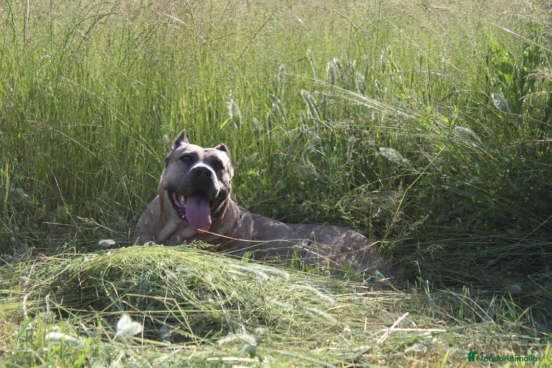 Cane Corso perros en venta: Cachorros Cane Corso disponibles en Segovia  - Imagen 15