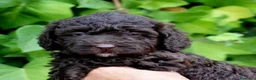 Perro de Agua Español perros en venta: CACHORRO DE PERRO DE AGUA  - Anuncio 3
