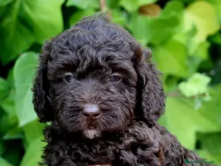 Perro de Agua Español perros CACHORRO DE PERRO DE AGUA - Anuncio 25