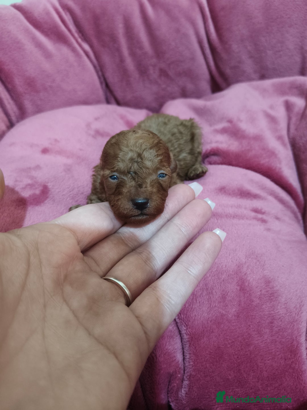 Caniche Toy perros en venta: Caniche Toy - Anuncio 7