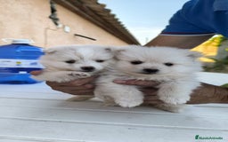 Pomerania perros en venta: Última pomerania !! - Imagen 1