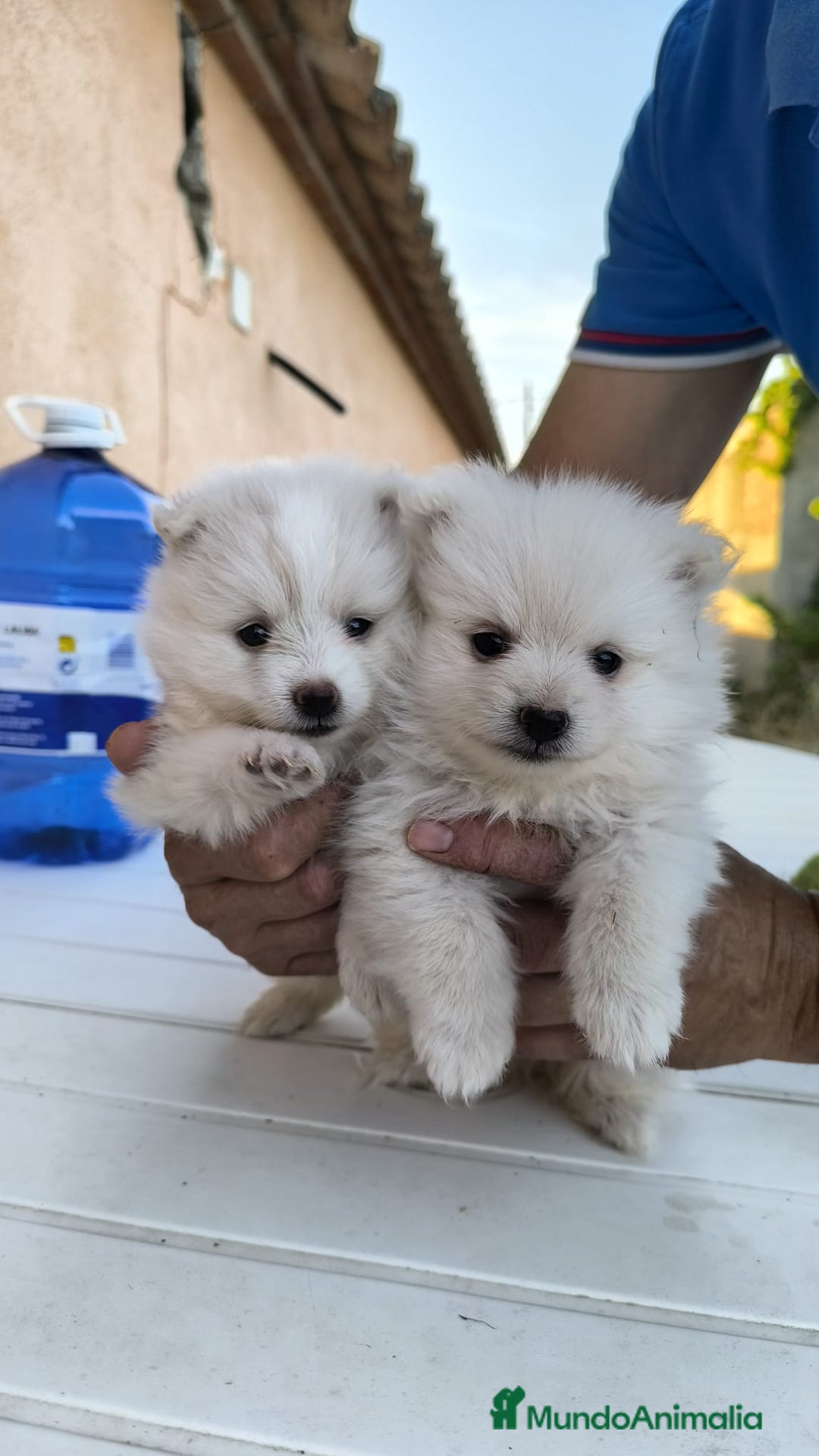 Pomerania perros en venta: Última pomerania !! - Imagen 1