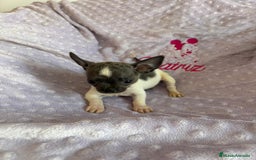Chihuahua perros en venta: Chihuahua micro toy ruso - Imagen 3