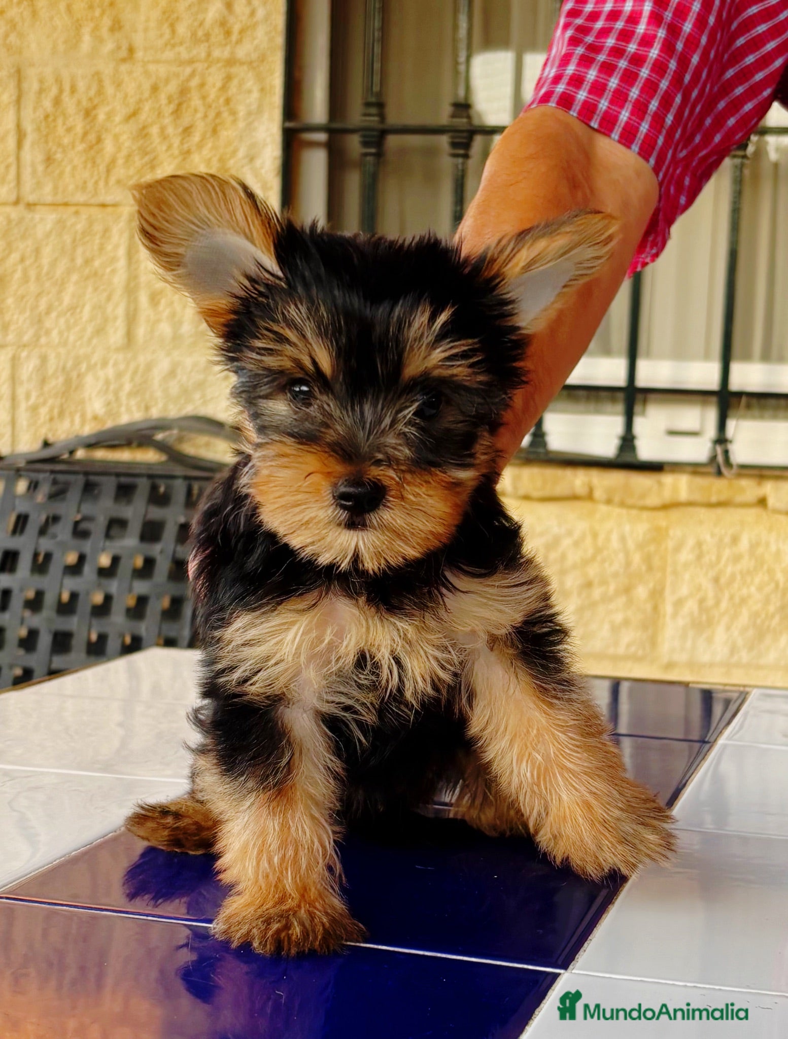 Yorkshire Terrier perros York Shire Toy  - Anuncio 1