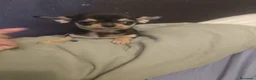 Chihuahua perros en venta: Cachorro de Chihuahua - Anuncio 4