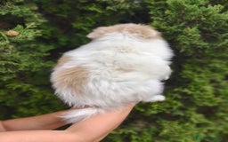 Pomerania perros en venta: Oportunidad Lulú Pomerania Ruso  - Imagen 8