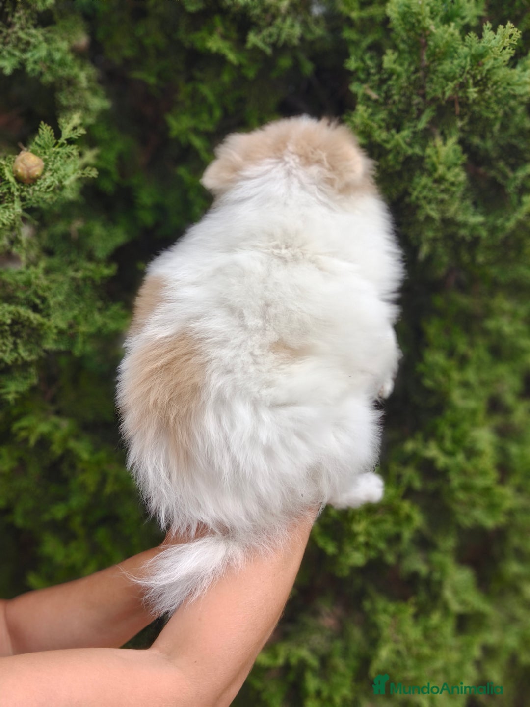 Pomerania perros en venta: Oportunidad Lulú Pomerania Ruso  - Imagen 8