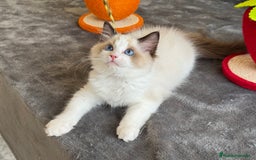 Ragdoll gatos en venta: Gatito Ragdoll - Imagen 5