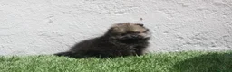 Pomerania perros en venta: Pomerania  - Anuncio 12