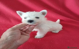 West Highland White Terrier perros en venta: Westy  - Imagen 2