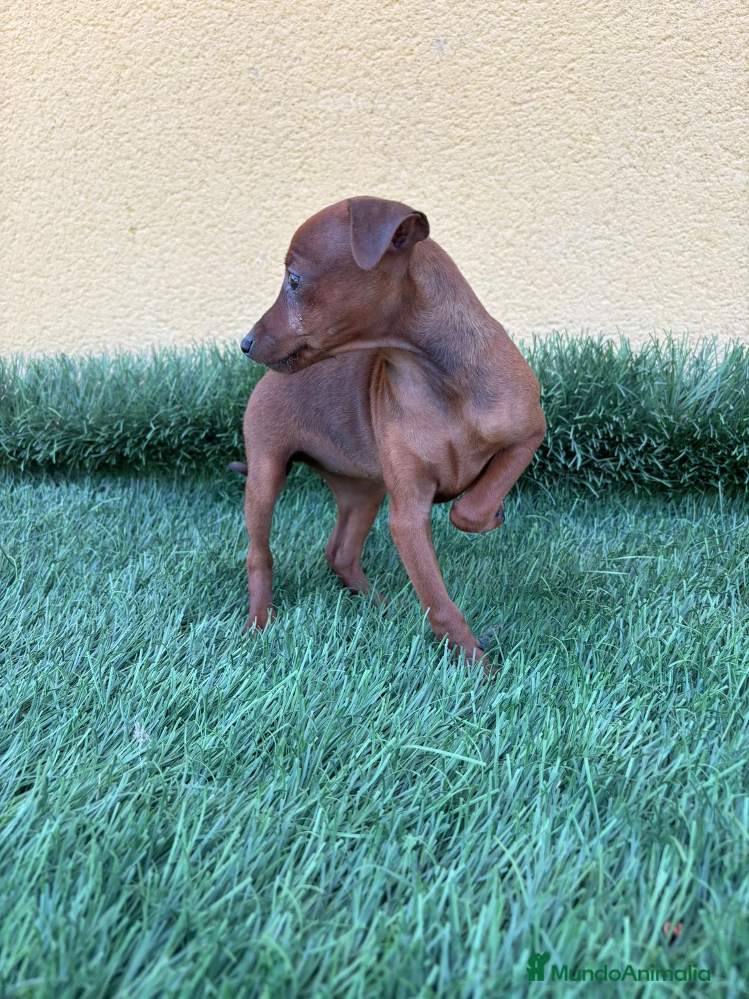 Pinscher Miniatura perros en venta: Pinscher miniatura o mini pinscher toy hembra  - Anuncio 4