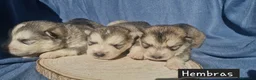 Alaskan Malamute perros en venta: Hembras de Alaskan Malamute  - Anuncio 3