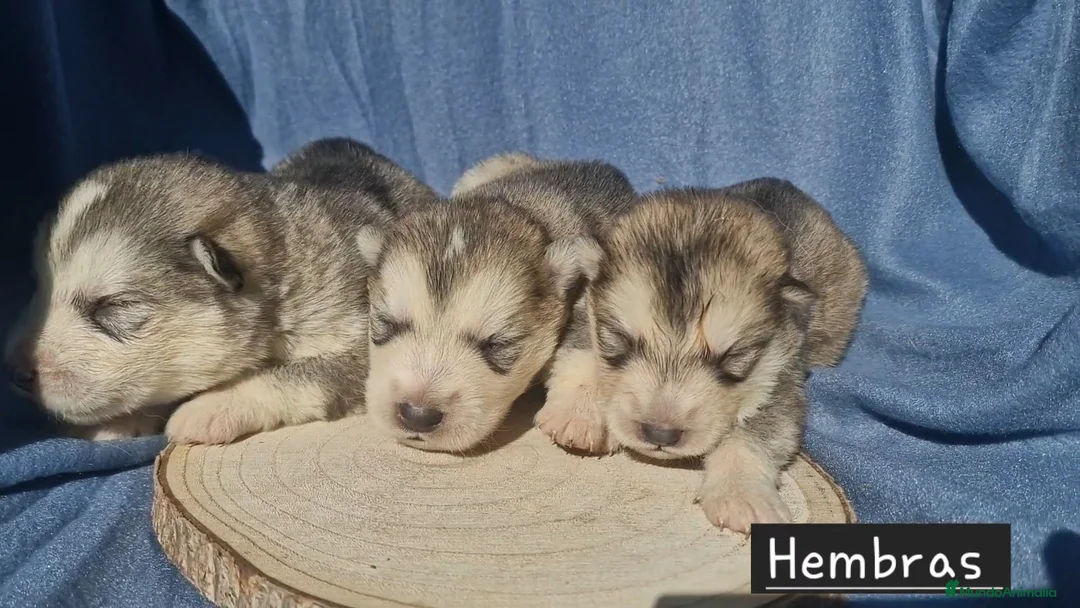 Alaskan Malamute perros en venta: Hembras de Alaskan Malamute  - Anuncio 3