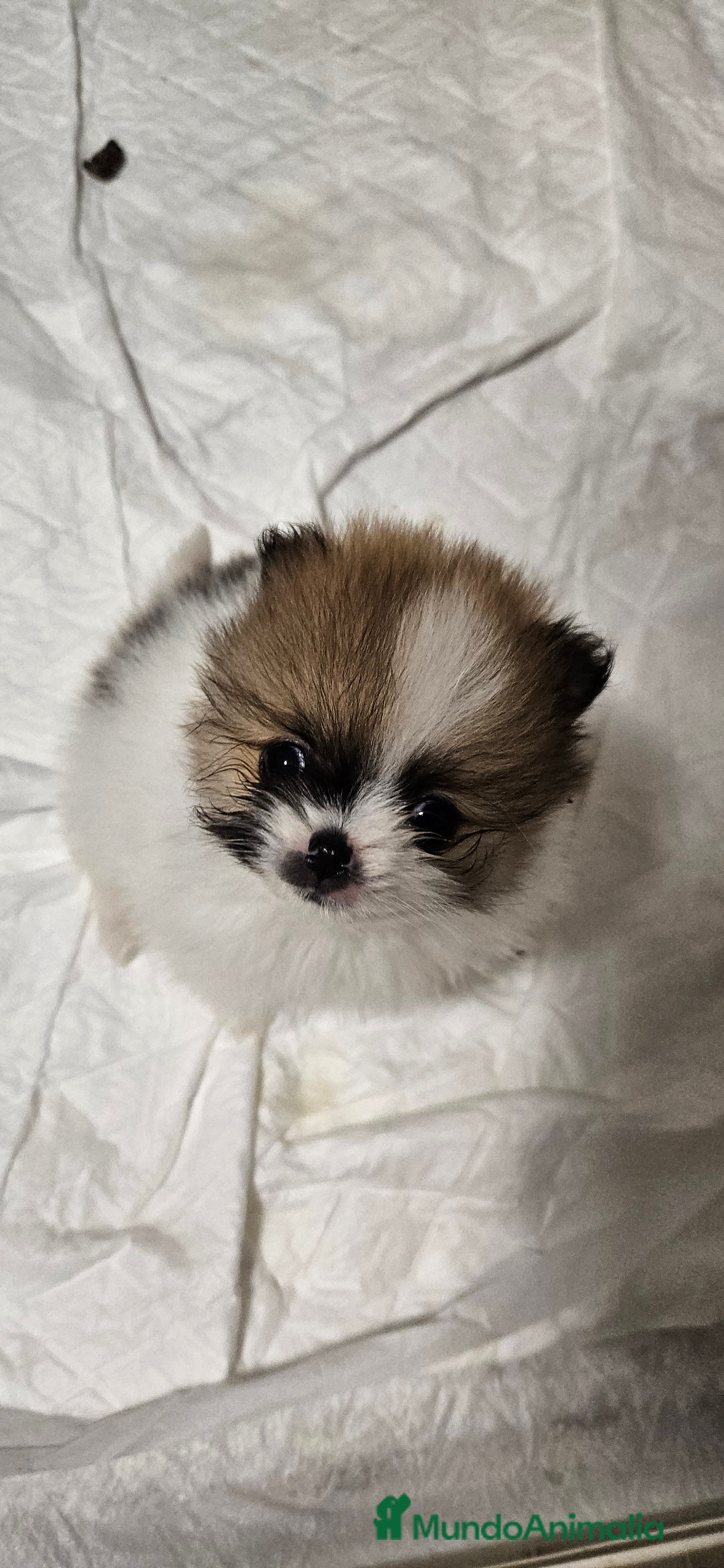 Pomerania perros Lulú d pomerania  - Anuncio 22