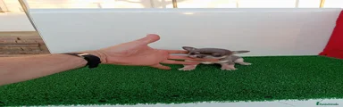 Chihuahua 4