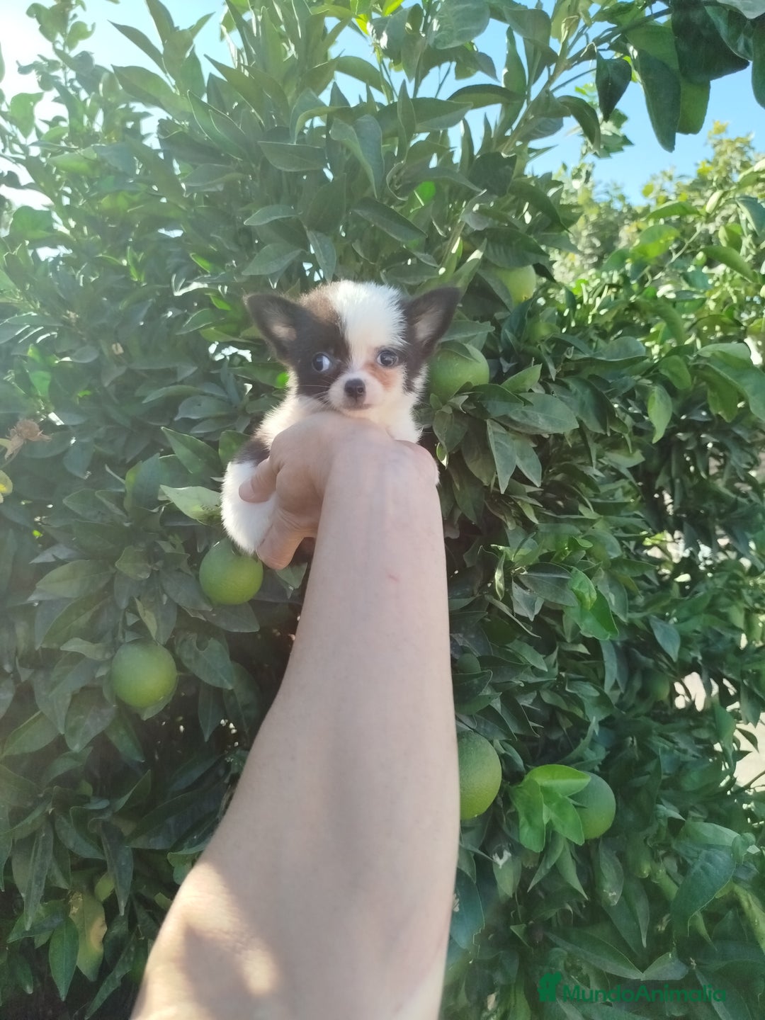 Chihuahua perros en venta: Chihuahua toy  - Imagen 3