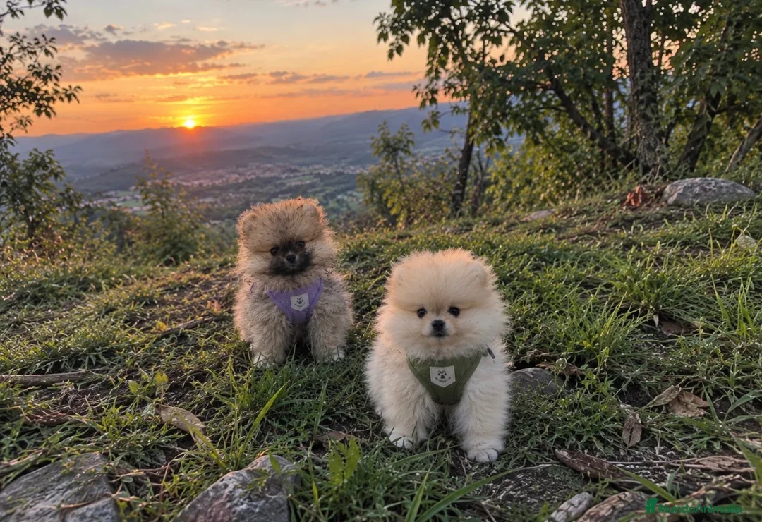 Pomerania perros en venta: Pomerania  - Anuncio 1