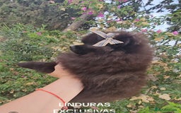 Pomerania perros en venta: Cachorritos exoticos  - Imagen 10