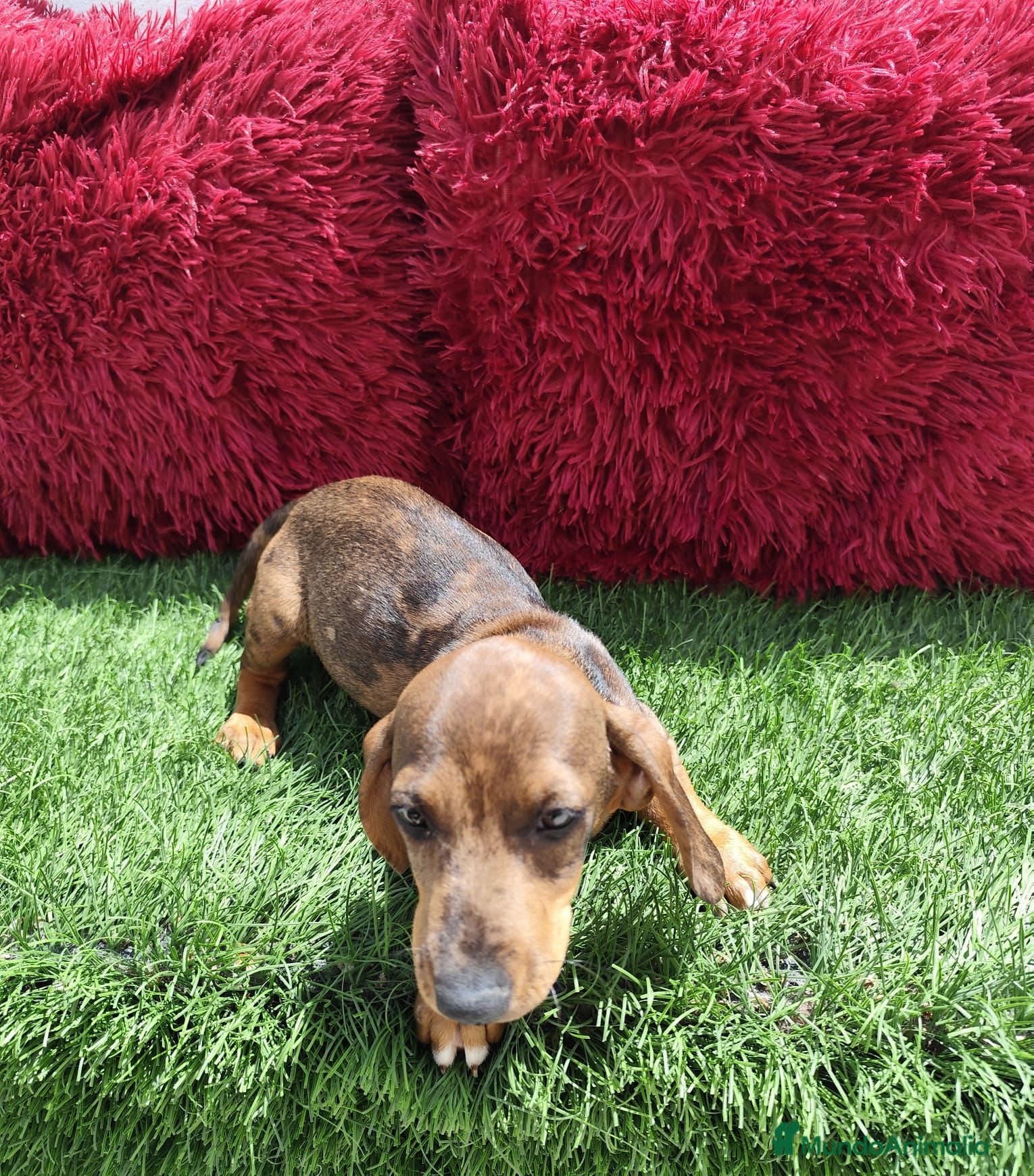 Teckel perros en venta: Teckel Miniatura choco merle - Anuncio 10