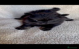 Pomerania perros en venta: Hembra pomerania toys  - Imagen 3