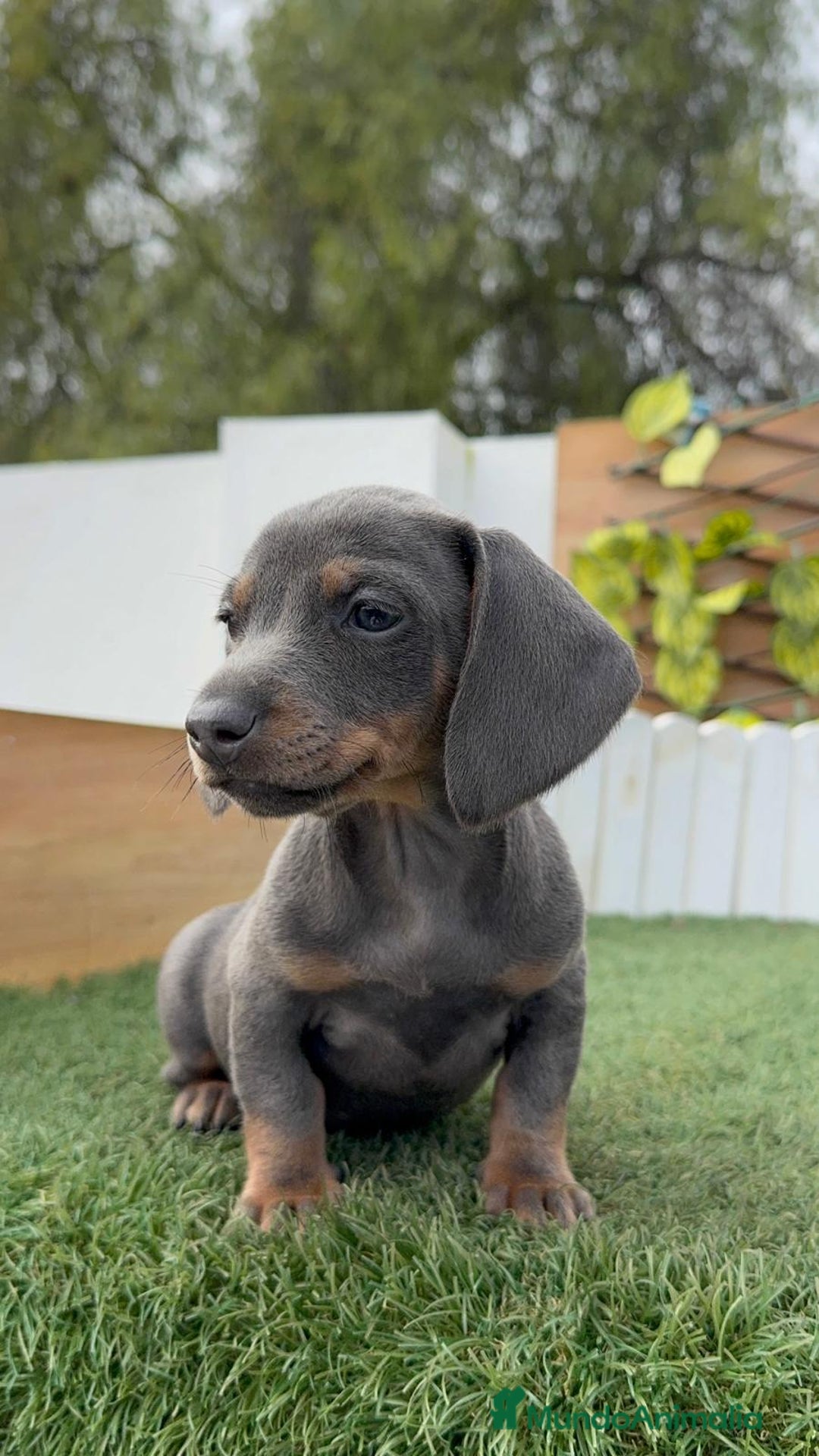 Teckel Miniatura perros en venta: TECKEL MINIATURA - Anuncio 11