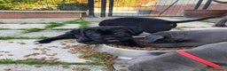 Cane Corso perros en venta: CACHORROS CANE CORSO - Anuncio 5