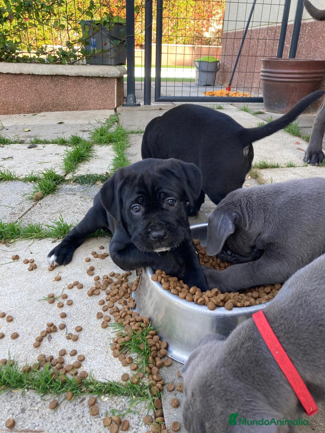 Cane Corso perros en venta: CACHORROS CANE CORSO - Anuncio 5