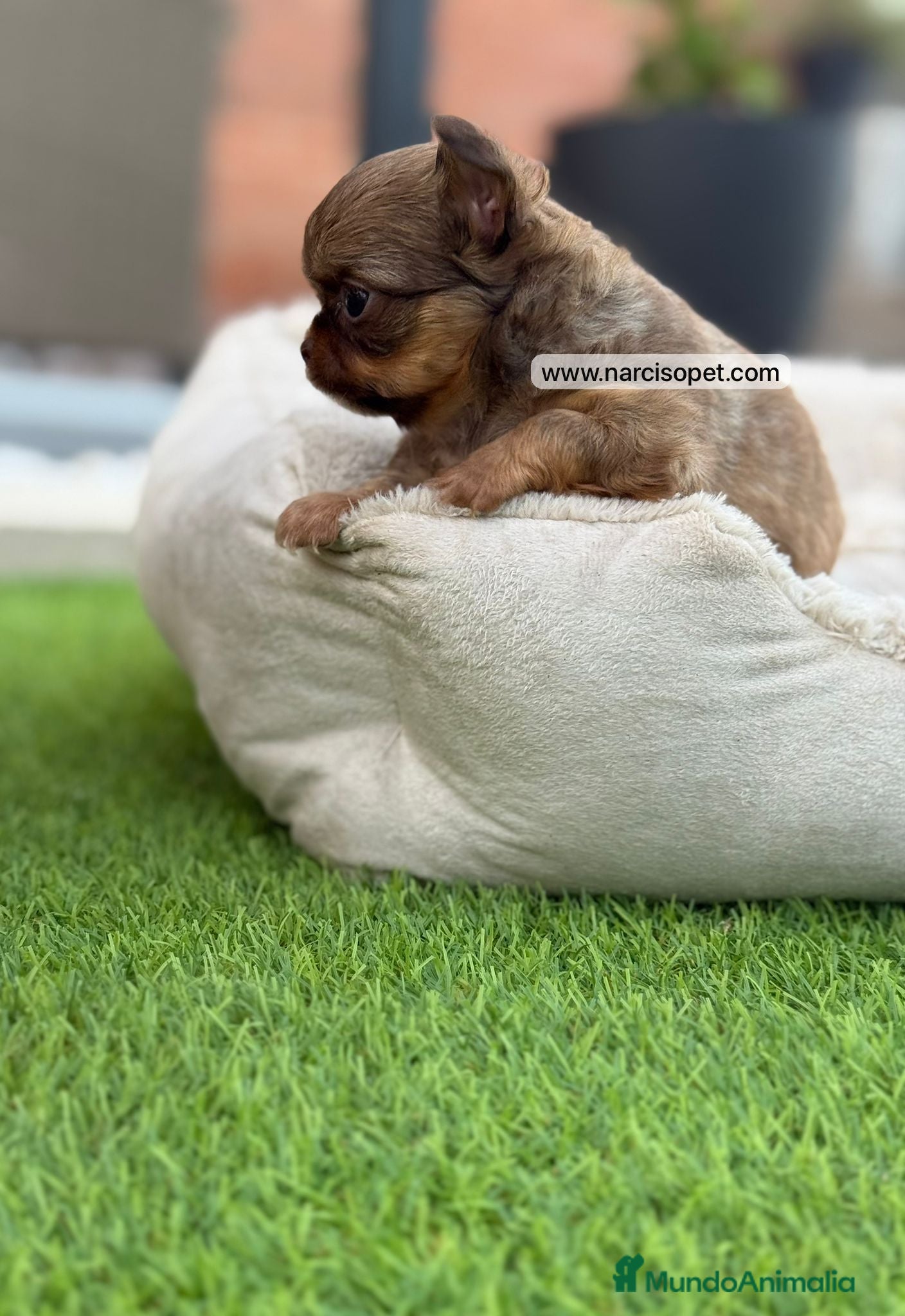 Chihuahua perros en venta: CHIHUAHUA PELO LARGO BICOLOR - Anuncio 5