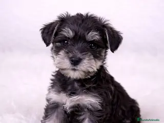 Schnauzer Miniatura perros CACHORRITOS SCHNAUZER MINIATURA - Anuncio 1