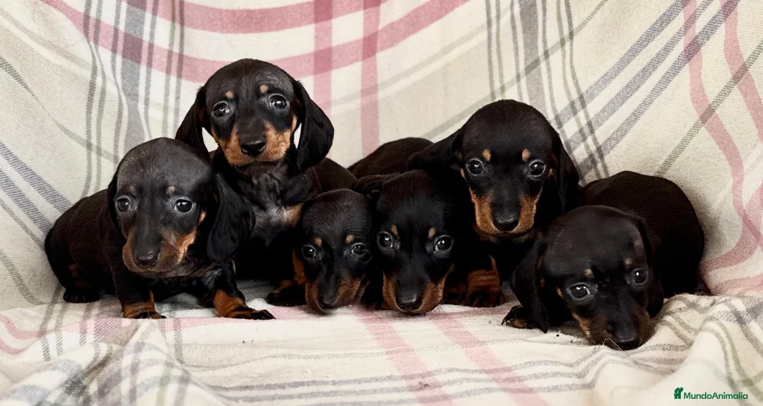 Teckel perros en venta: Cachorros de Teckel Kaninchen en Sevilla - Anuncio 1