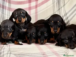 Teckel perros Cachorros de Teckel Kaninchen - Anuncio 1