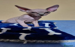 Sphynx gatos en venta: Machito sphynx  - Imagen 1
