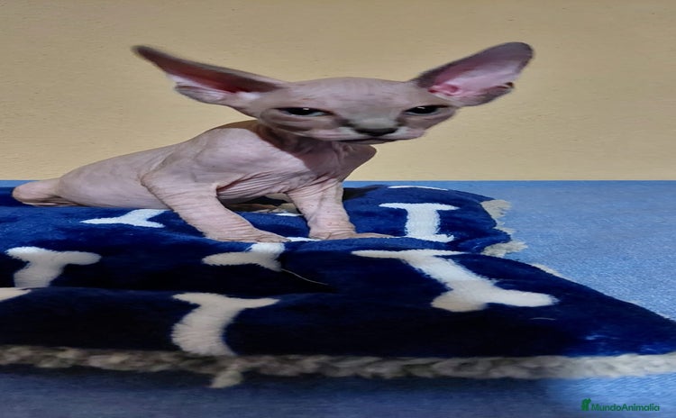 Sphynx gatos - Anuncio 15
