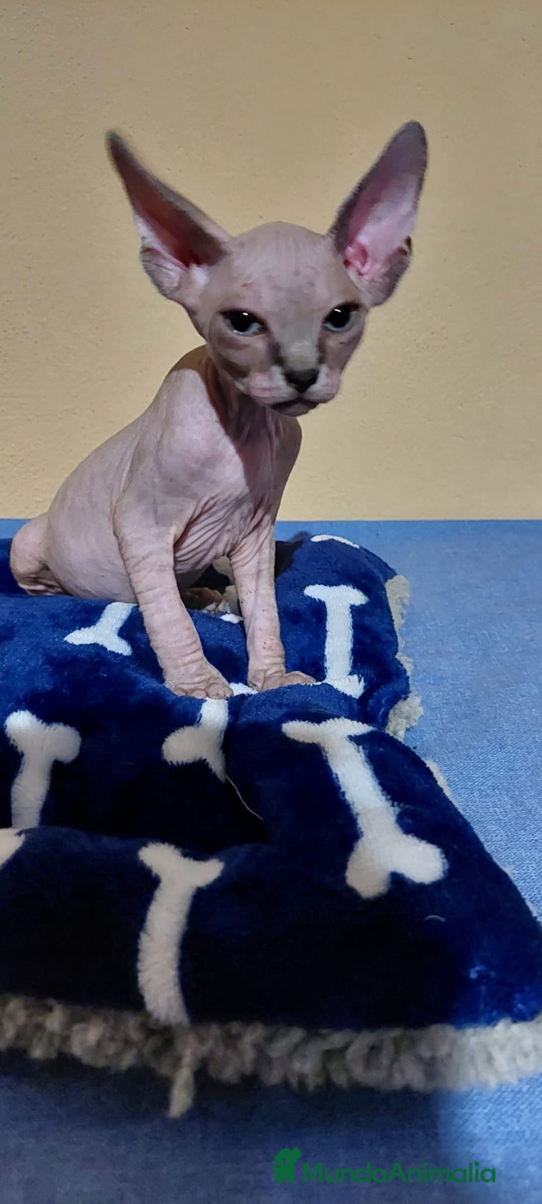 Sphynx gatos en venta: Machito sphynx  - Imagen 1