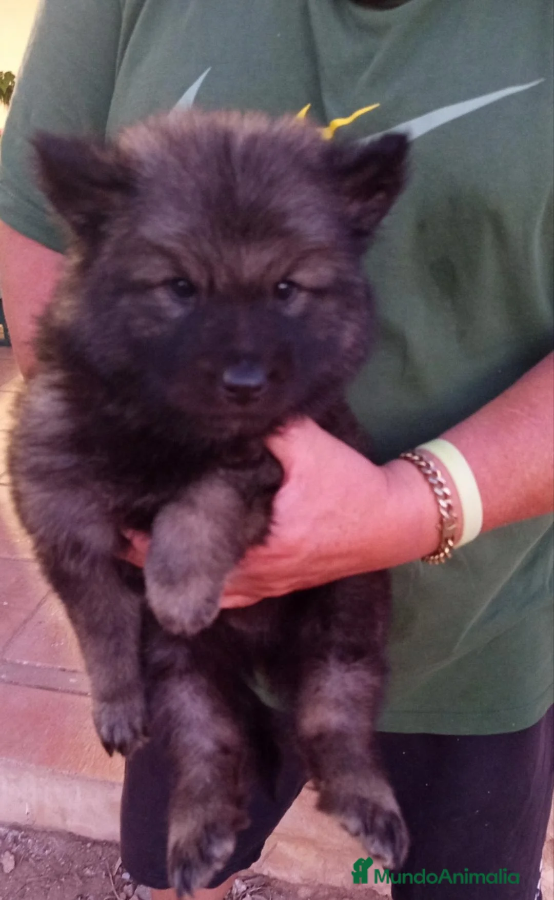 Raza Mixta perros en venta: Preciosos cachorro de perro lobo-wolfdog - Anuncio 1