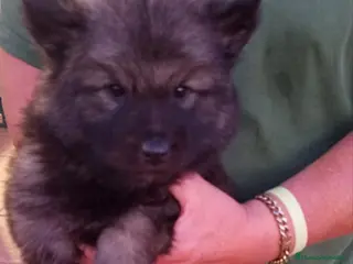 Raza Mixta perros cachorros de perro lobo americano - wolfdog - Anuncio 3