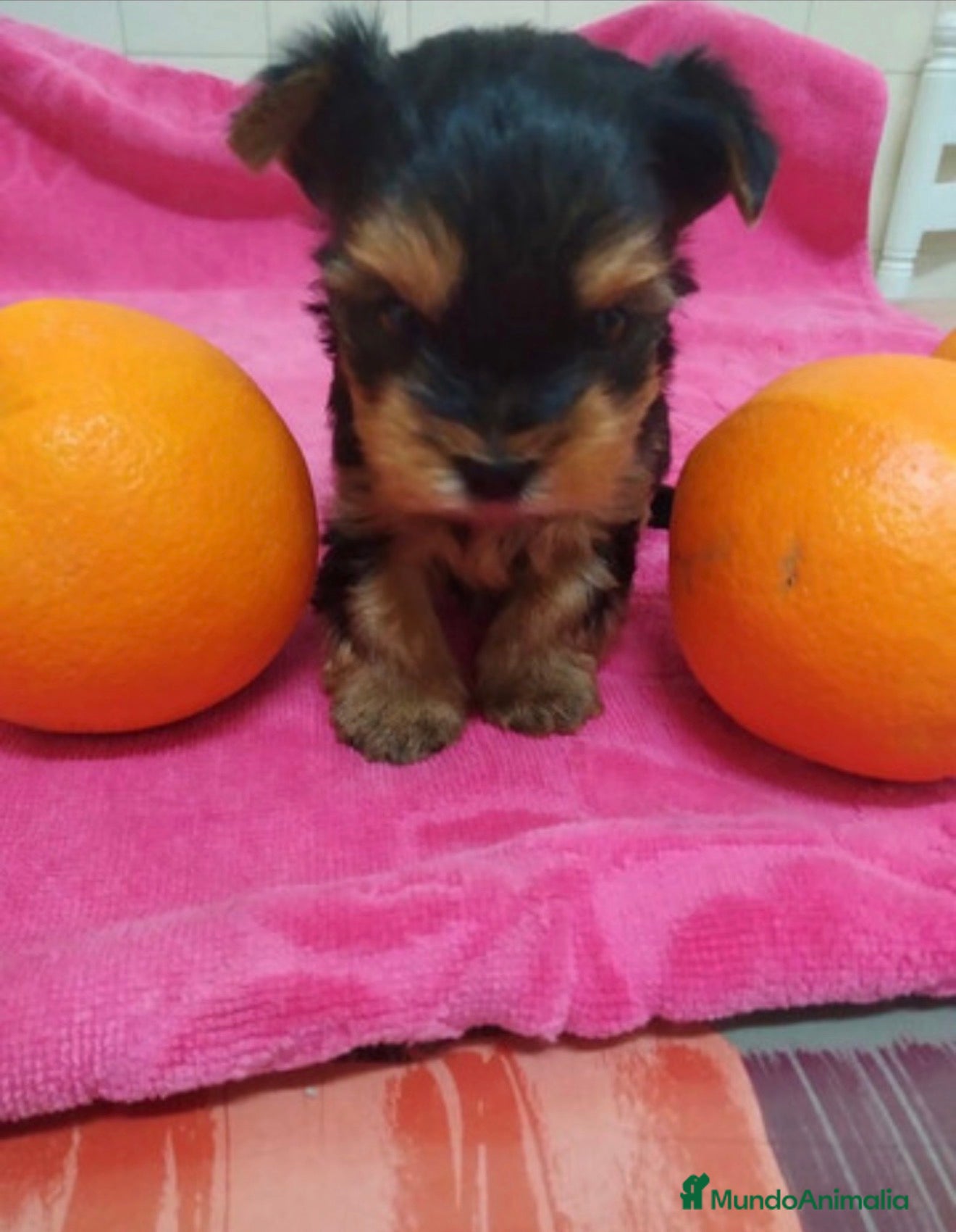Yorkshire Terrier perros Yorkshire en Galicia  - Anuncio 1