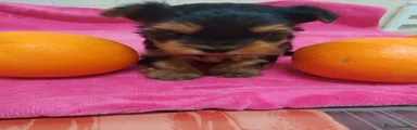Yorkshire Terrier Cachorro 2