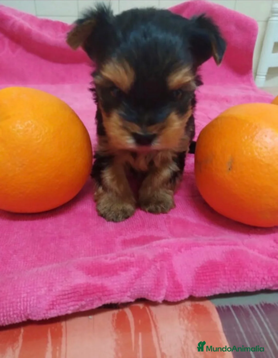 Yorkshire Terrier perros en venta: Yorkshire en Galicia  - Anuncio 1