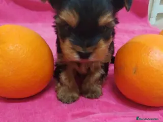 Yorkshire Terrier perros Yorkshire en Galicia - Anuncio 1