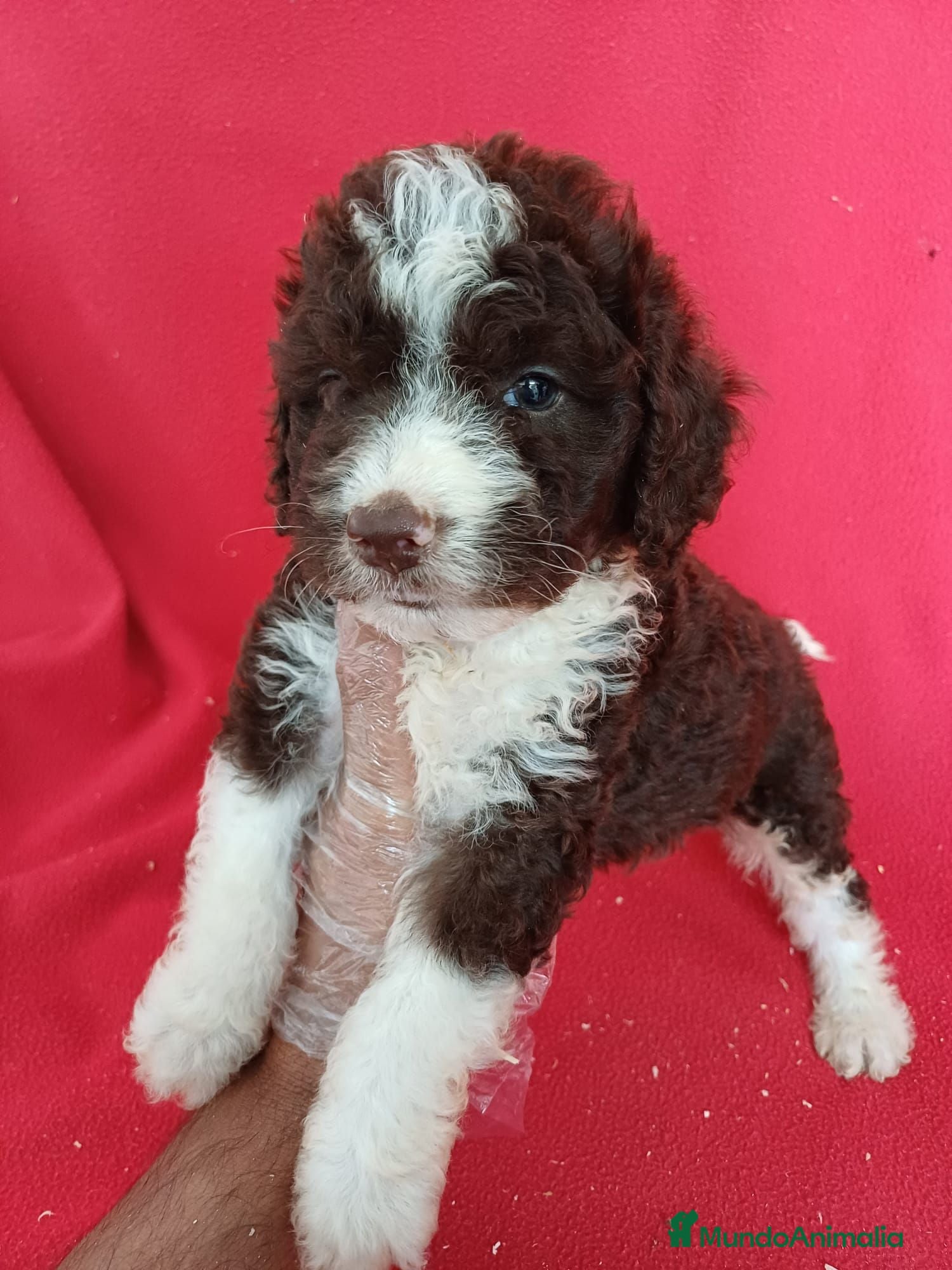 Perro de Agua Español perros Perro de Agua Español Bicolor  - Anuncio 1