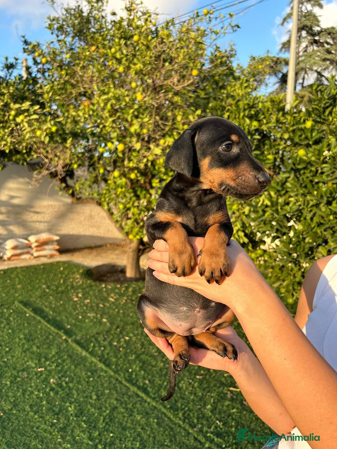 Dobermann perros en venta: Doberman  - Imagen 3